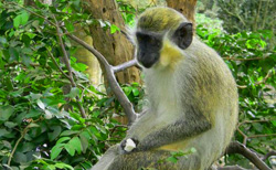 Barbados Wild Life Reserve